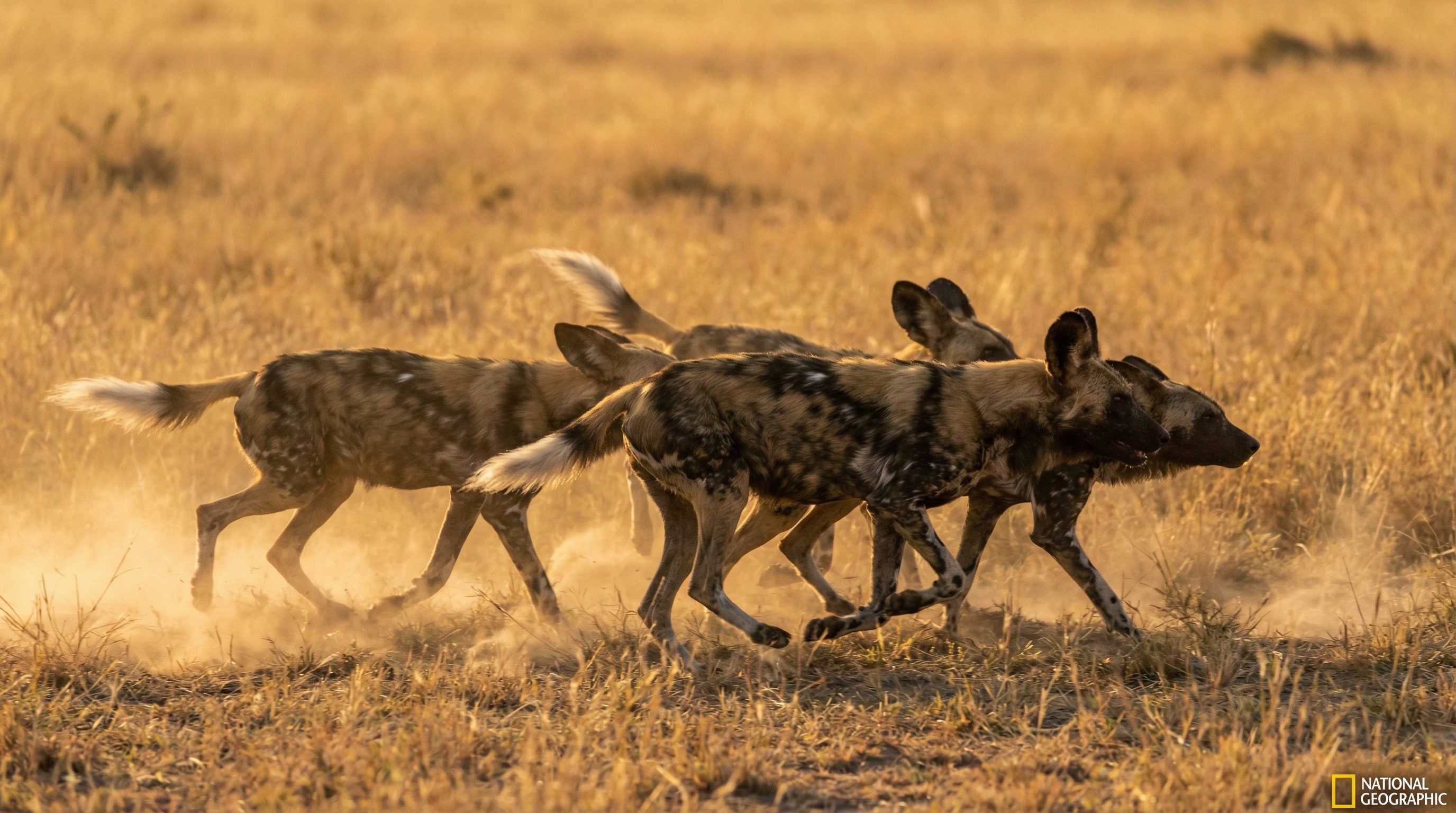 91动物科普社区