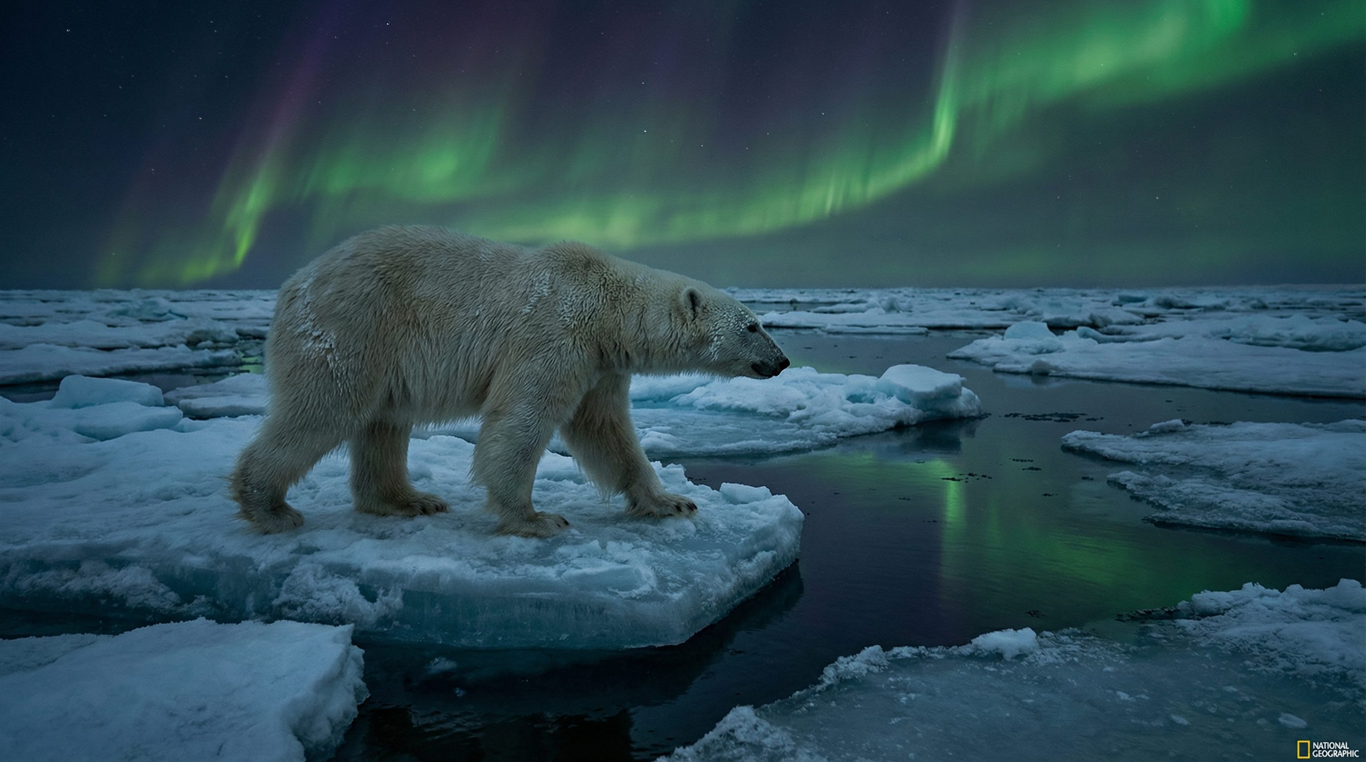 91视频：北极熊视频
